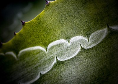 Traces de feuilles d'aloes © Hélène Toulet