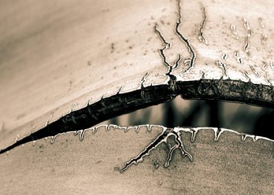 Feuille d'aloes en noir et blanc © Hélène Toulet artiste photographe