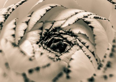 Au coeur d'une fleur, photo noir et blanc par Hélène Toulet