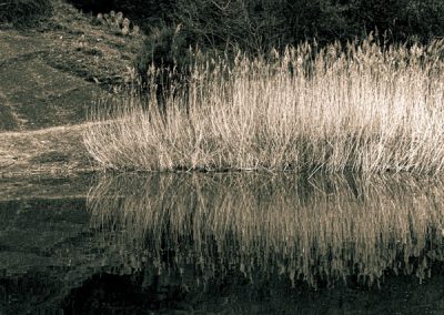 Les herbes du Lac du Salagou en ombres et lumières © Hélène Toulet
