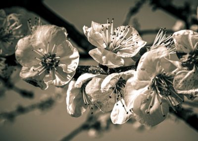 Fleurs au printemps, photo macro nb par Hélène Toulet