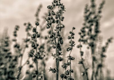 Herbes en noir et blanc par Hélène Toulet photographe à Perpignan