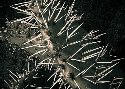 Feuille de cactus macro photo en noir et blanc par Hélène Toulet