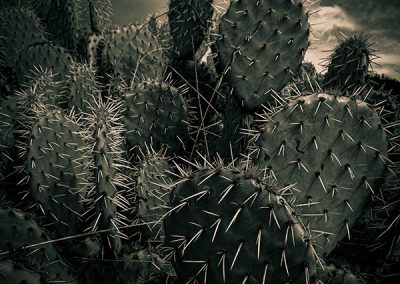 Cactus en noir et blanc © Hélène Toulet artiste photographe à Perpignan