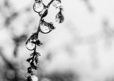 Gouttes d'eau après la pluie par Hélène Toulet artiste photographe